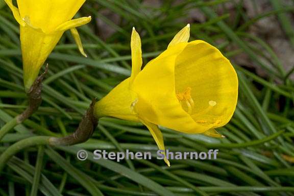 narcissus hadraeanthus 1 graphic